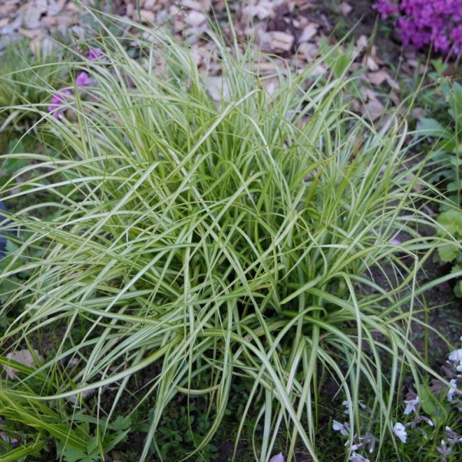 Variegatus Carex muskingumensis Turzyca palmowa