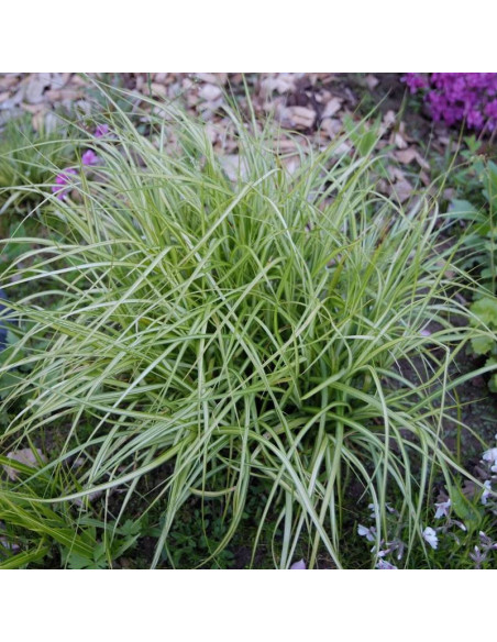 Variegatus Carex muskingumensis Turzyca palmowa