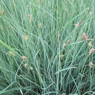 Pamira Carex panicea Turzyca prosowata