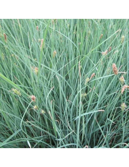 Pamira Carex panicea Turzyca prosowata