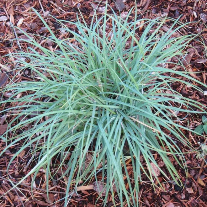 Turzyca prosowata Pamira Carex panicea