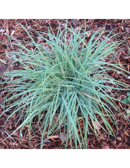 Turzyca prosowata Pamira Carex panicea