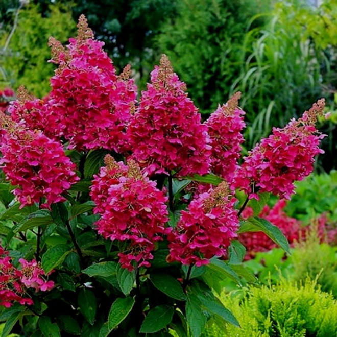 Hortensja bukietowa Wim's Red hydrangea paniculata
