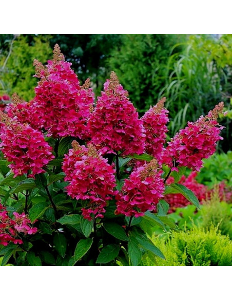 Hortensja bukietowa Wim's Red hydrangea paniculata