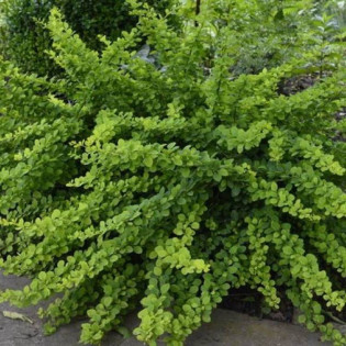 Berberys Green Way Berberis