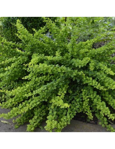 Berberys Green Way Berberis