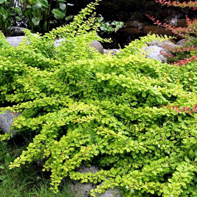 Green Way Berberis Berberys