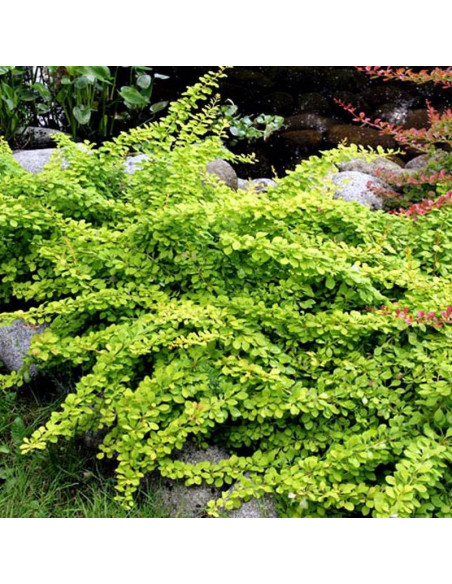 Green Way Berberis Berberys