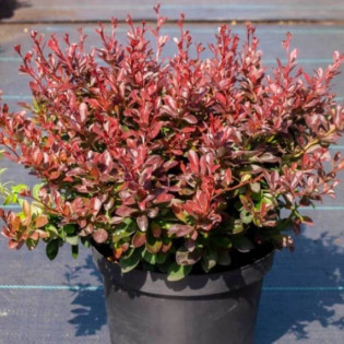 Antropurpurea Nana Berberis thunbergii Berberys Thunberga
