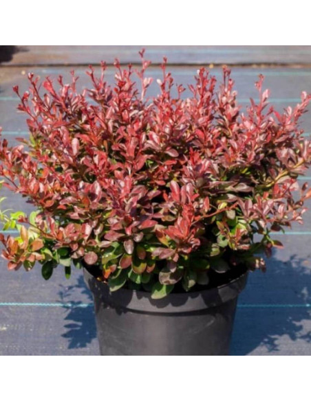 Antropurpurea Nana Berberis thunbergii Berberys Thunberga