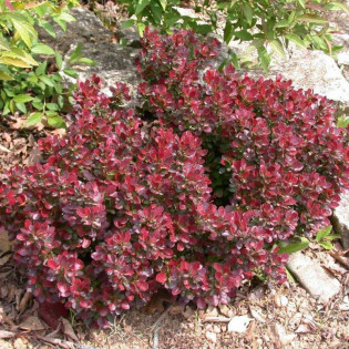 Antropurpurea Nana Berberis thunbergii Berberys Thunberga 2