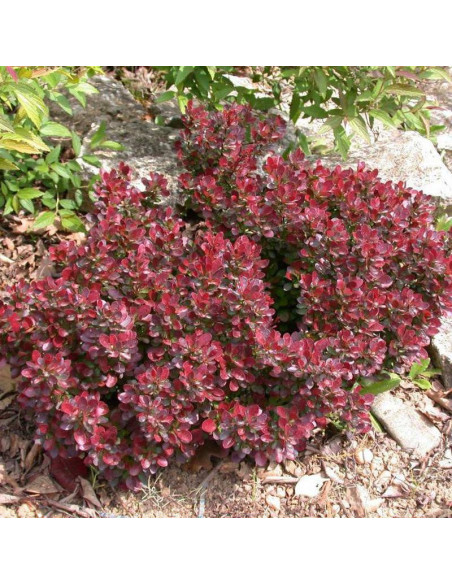 Berberys Thunberga Antropurpurea Nana Berberis thunbergii