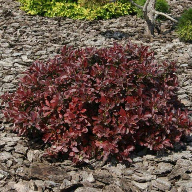 Berberys Thunberga Antropurpurea Nana Berberis thunbergii  - Florela Berberys Thunberga Antropurpurea Nana Berberis thunbergii  - Florela