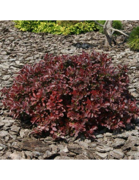 Berberys Thunberga Antropurpurea Nana Berberis thunbergii  - Florela