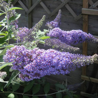 Budleja Dawida Lochinch Buddleja davidii 2