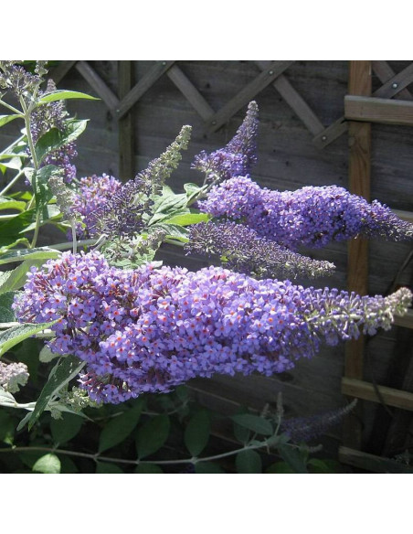 Lochinch Buddleja davidii Budleja Dawida