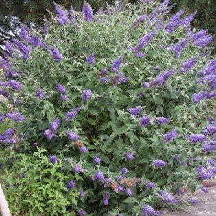 Budleja Dawida Lochinch Buddleja davidii