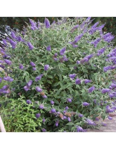 Budleja Dawida Lochinch Buddleja davidii