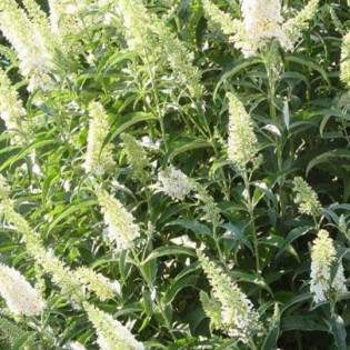 Budleja Dawida White Bouquet Buddleja davidii