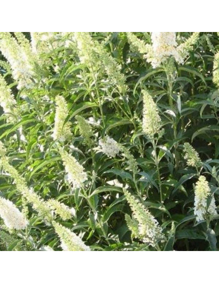 Budleja Dawida White Bouquet Buddleja davidii
