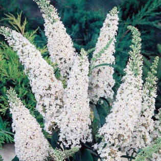 Budleja Dawida White Bouquet Buddleja davidii 2