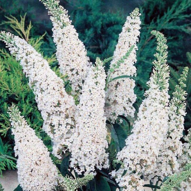 White Bouquet Buddleja davidii Budleja Dawida White Bouquet Buddleja davidii Budleja Dawida