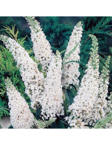 White Bouquet Buddleja davidii Budleja Dawida