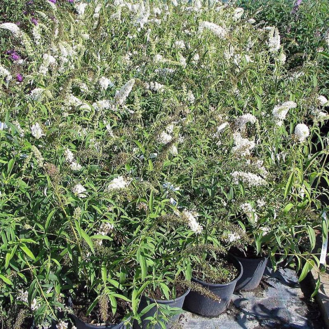 Budleja Dawida White Bouquet Buddleja davidii Budleja Dawida White Bouquet Buddleja davidii