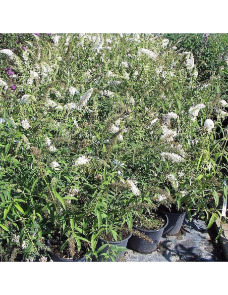 Budleja Dawida White Bouquet Buddleja davidii