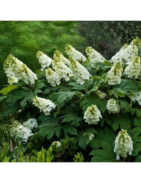 Hortensja dębolistna Alice Hydrangea quercifolia