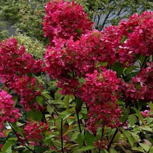 Hortensja bukietowa Red Star Hydrangea paniculata