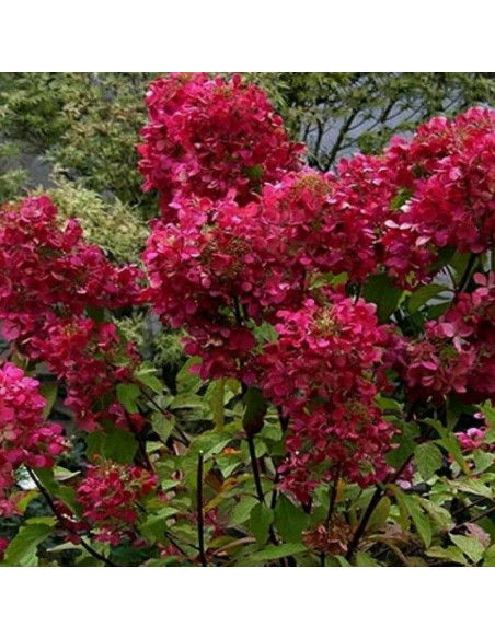 Hortensja bukietowa Red Star Hydrangea paniculata