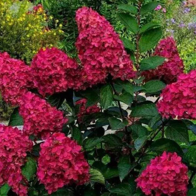 Hortensja bukietowa Red Star Hydrangea paniculata  - Szkółka Florela