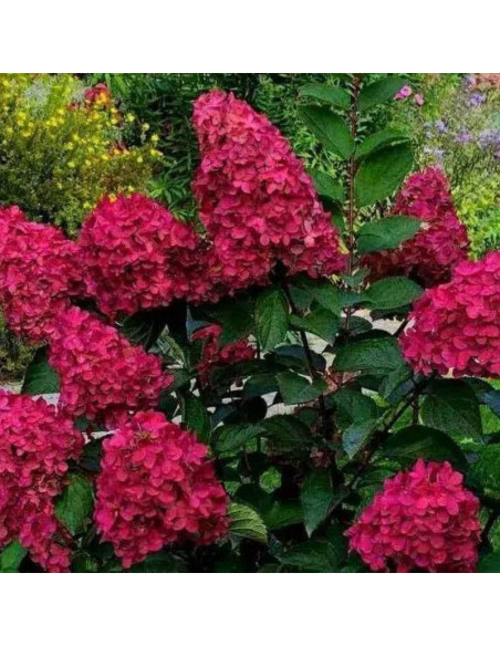 Hortensja bukietowa Red Star Hydrangea paniculata  - Szkółka Florela