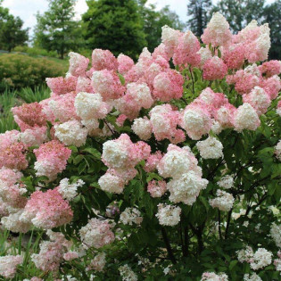 Hortensja bukietowa Vanilla Frise Hydrangea paniculata - Florela