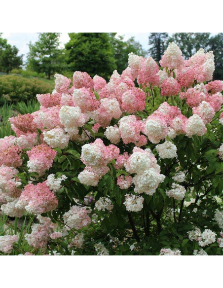 Hortensja bukietowa Vanilla Frise Hydrangea paniculata - Florela
