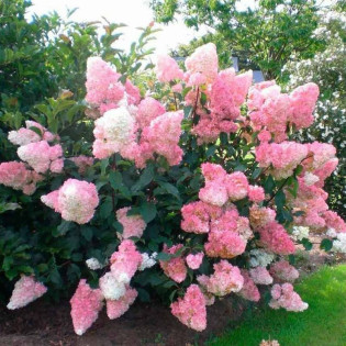 Hortensja bukietowa Vanilla Frise Hydrangea paniculata - Florela 2