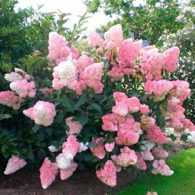 Hortensja bukietowa Vanilla Frise Hydrangea paniculata