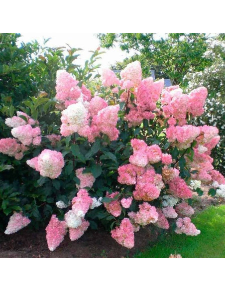 Hortensja bukietowa Vanilla Frise Hydrangea paniculata