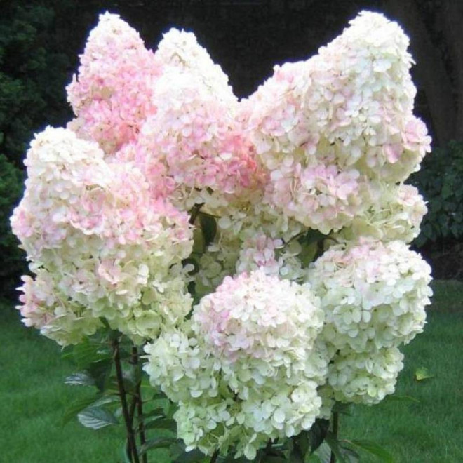 Hortensja bukietowa Vanilla Frise Hydrangea paniculata - Florela