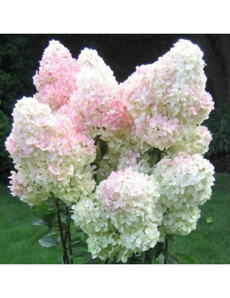 Hortensja bukietowa Vanilla Frise Hydrangea paniculata - Florela
