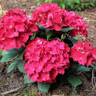Alpengluhen Hydrangea macrophylla Hortensja ogrodowa