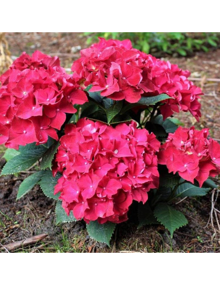 Alpengluhen Hydrangea macrophylla Hortensja ogrodowa