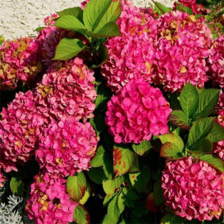 Alpengluhen Hydrangea macrophylla Hortensja ogrodowa 2