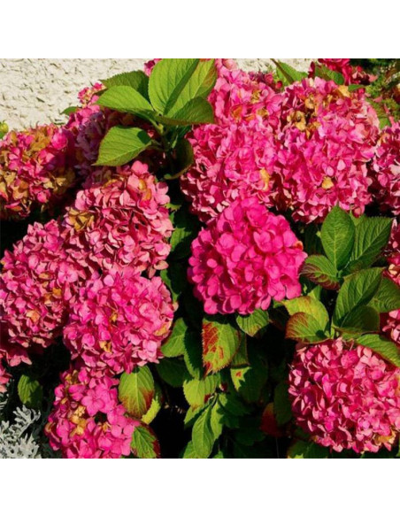 Hortensja ogrodowa Alpengluhen Hydrangea macrophylla