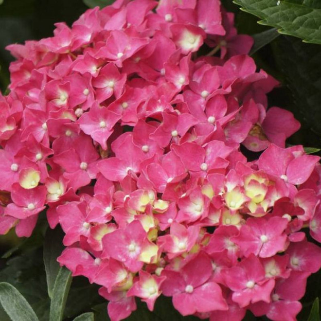 Hortensja ogrodowa Hydrangea macrophylla Alpengluhen