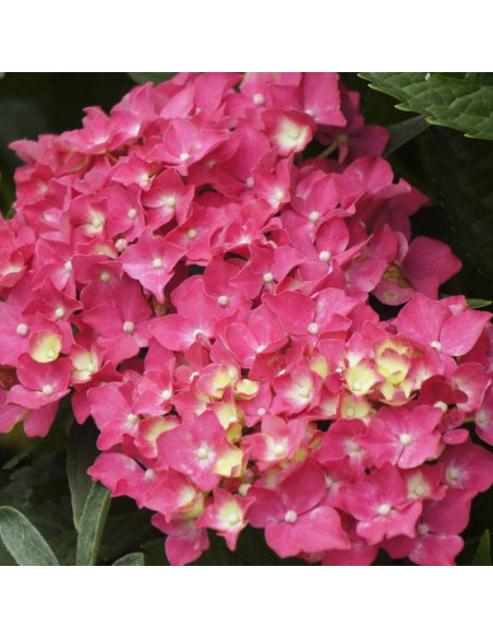 Hortensja ogrodowa Hydrangea macrophylla Alpengluhen