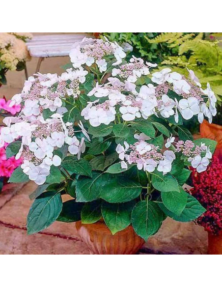 Libelle Hydrangea macrophylla Hortensja ogrodowa