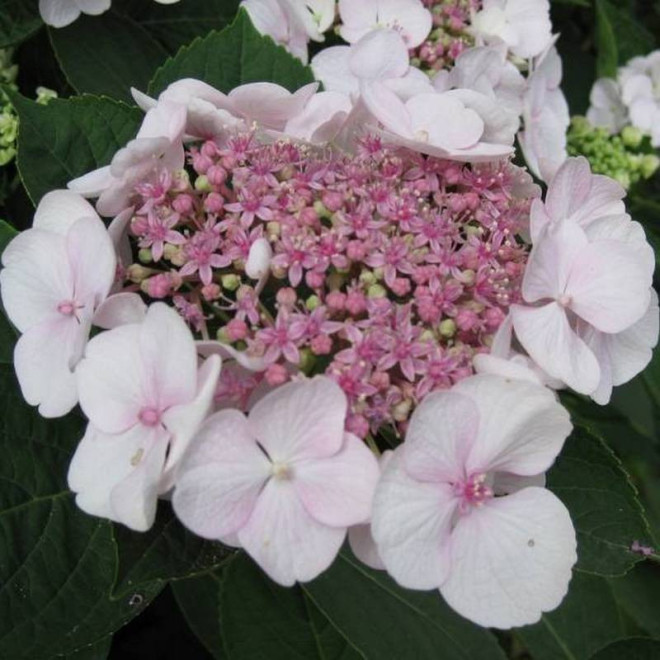 Hortensja ogrodowa Libelle Hydrangea macrophylla