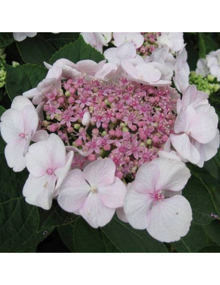 Hortensja ogrodowa Libelle Hydrangea macrophylla